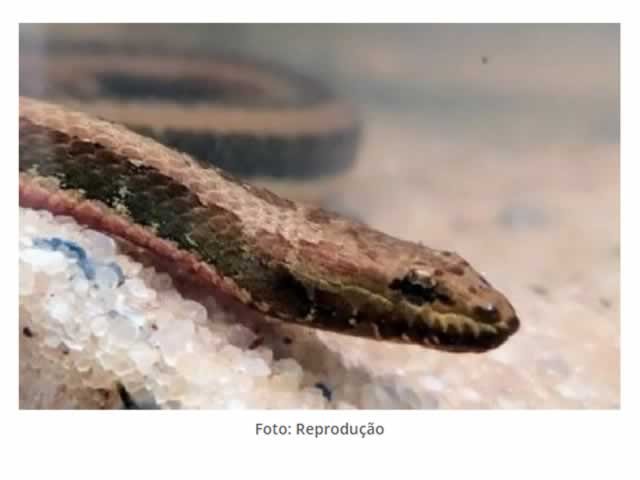Pesquisador da Universidade de Mato Grosso descobre nova espécie de cobra na bacia dos rios Tocantins e Araguaia
