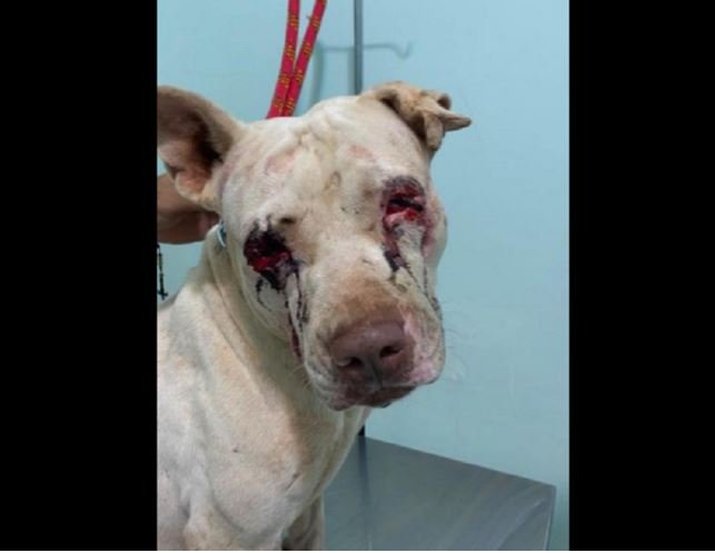 Bombeiros resgatam cadela com os dois olhos furados em Guarantã