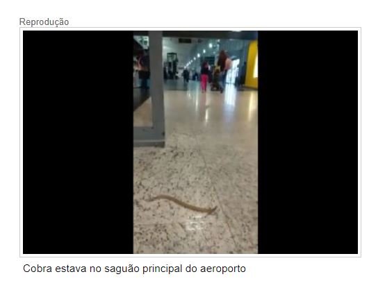 Passageiro flagra cobra no desembarque do Marechal Rondon; veja