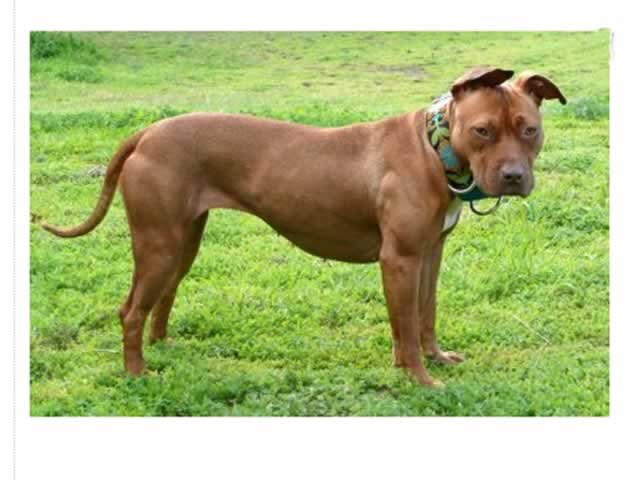Idoso é espancado pelo genro ao tentar matar pit bull com enxada