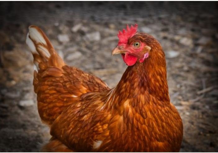 Empresa produz carne de frango sem matar nenhuma ave; entenda como funciona
