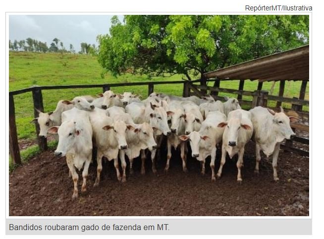 Bando armado invade fazenda, amarra funcionários e rouba gado em MT