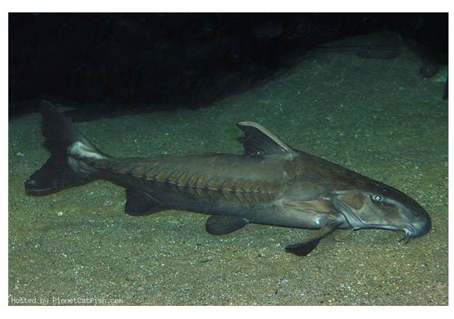 Pescadores do rio Teles Pires relatam aparecimento de nova espécie de peixe