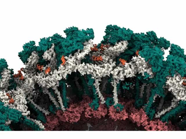 Cientistas do CNPEM revelam detalhes inéditos do vírus mayaro, em circulação no Brasil