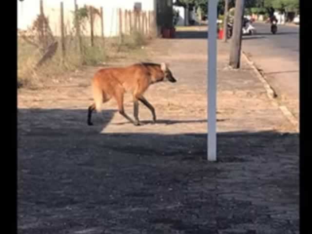 Lobo-guará é visto no centro de Sinop . (Vídeo)