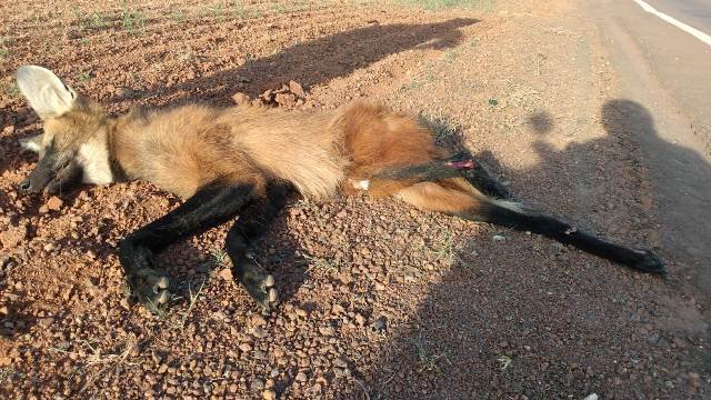 Lobo Guara e encontrado morto próximo à cidade de N. Santa Helena. (Fotos)