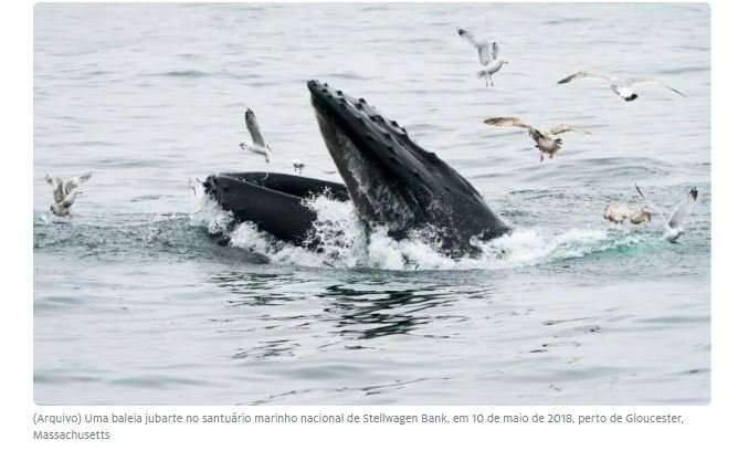 Baleia 'engole' pescador nos EUA e depois o cospe vivo