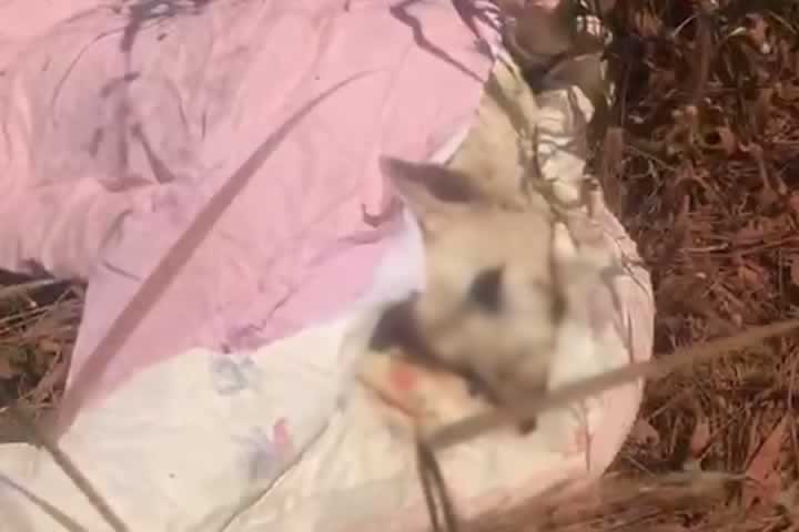 Morador denuncia animal jogado morto próximo da captação águas de Colíder. (Vídeo)