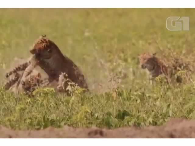 Vídeo flagra briga entre onças para defender filhotes no Pantanal