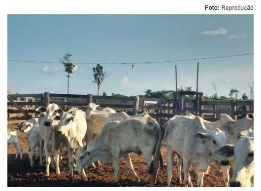 Polícias Civil e Militar recuperam 48 cabeças de gado e prendem receptadores em MT
