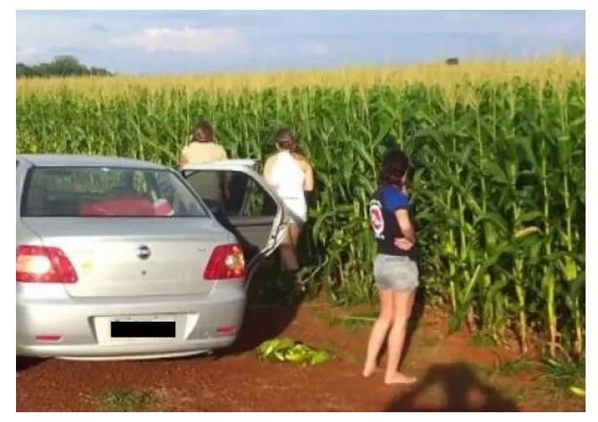 Até ladrão está reclamando das lavouras de milho, vídeo