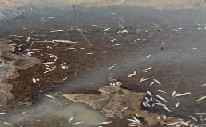 Ribeirinhos encontram espécies de peixes mortas no Rio Teles Pires próximo a usina