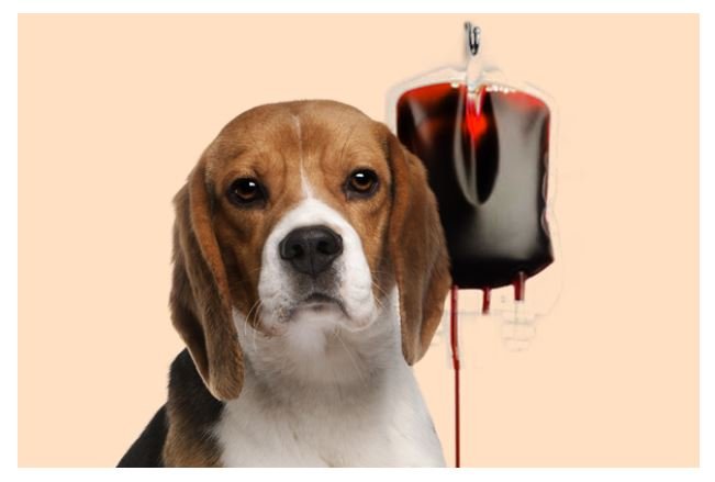 Sancionada lei que cria banco de sangue para animais domésticos em MT