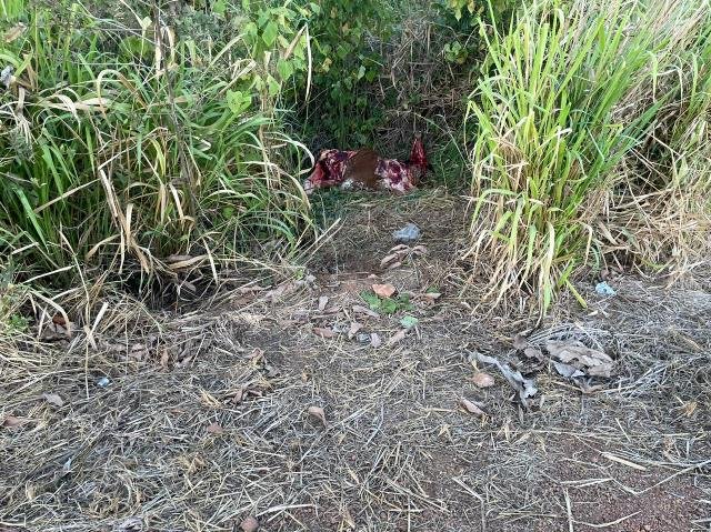 Povo em Colíder não perdoa nem vaca atropelada e carneia o animal. (IMAGENS FORTES)