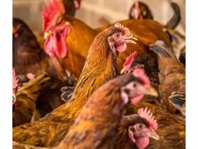 Produtores avisam que carne e ovos ficarão ainda mais caros nos próximos dias
