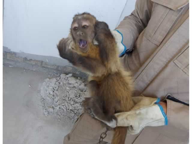 Bombeiros capturam Macaco Prego no centro de Guarantã amarrado em correntes.