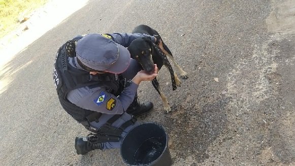Homem é preso por agredir e enforcar cachorro com cinto no meio da rua