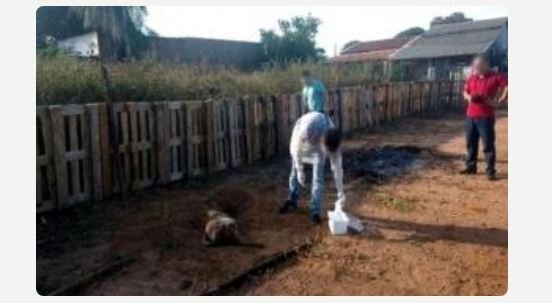 Sogra tenta matar genro com veneno de rato na feijoada
