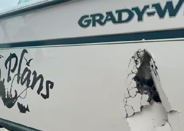 Baleia bate em barco, rompe casco e lança passageiro ao mar
