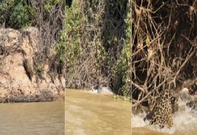 Atriz filma onça-pintada atacando jacaré no Pantanal de MT; veja vídeo