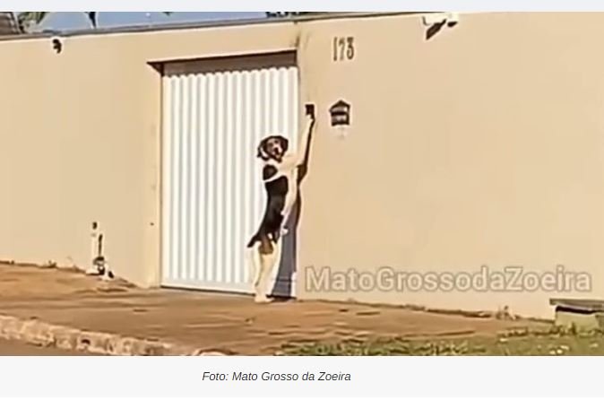 Cachorro fica para fora de casa e toca campainha para entrar