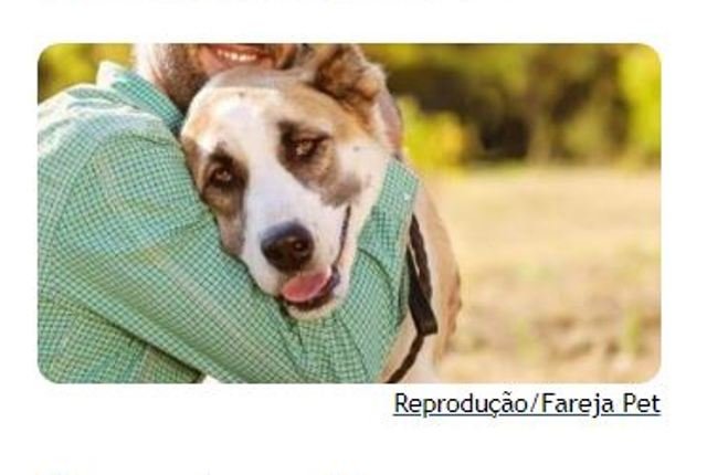 Pesquisa cita que relações com animais de estimação foram alteradas na pandemia