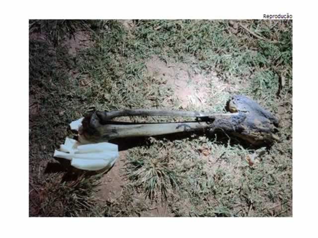 Morador acha pedaço de perna humana na porta de casa
