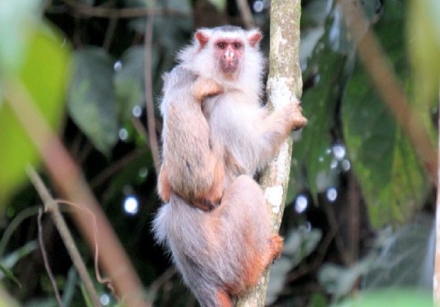 Pesquisadores da UFMT encontram nova espécie de sagui