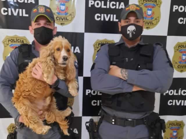 Moradora de Novo Mundo é presa por furtar cachorro da raça Cocker em Guarantã do Norte.
