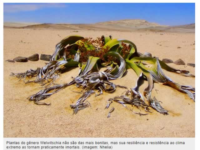 Uma planta imortal pode mudar completamente o futuro da agricultura