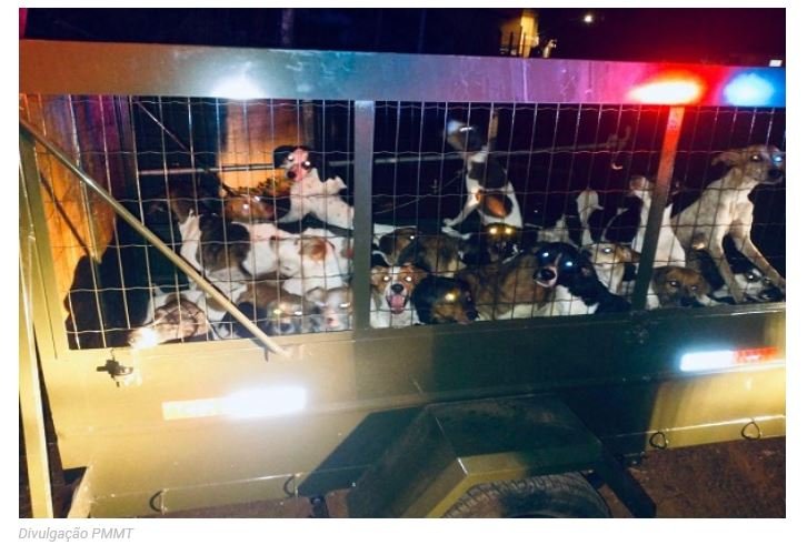 Policiais resgatam 47 cachorros sem comida e sem água trancados em residência de MT