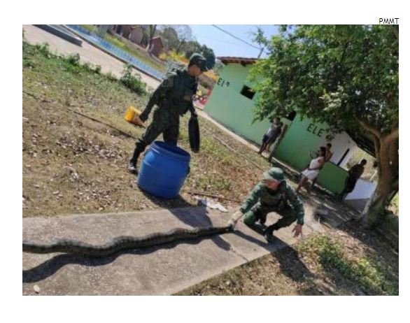 Homem joga rede e 'pesca' sucuri de 4 metros em tanque de peixe