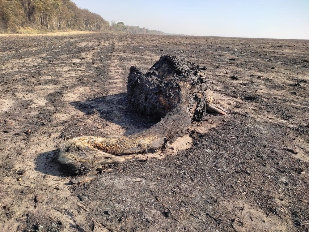 Ema morre queimada durante incêndio em comunidade rural