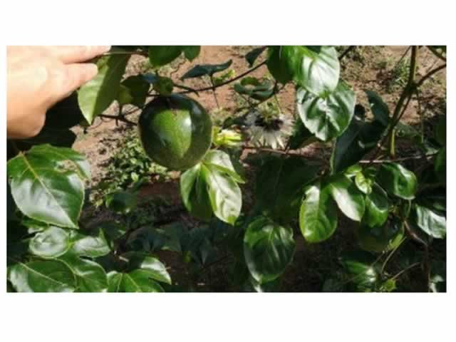 Cultivo de maracujá em MT se torna mais lucrativo