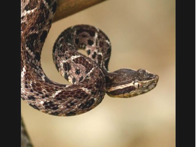 Substância em veneno de cobra jararacuçu pode inibir avanço da covid