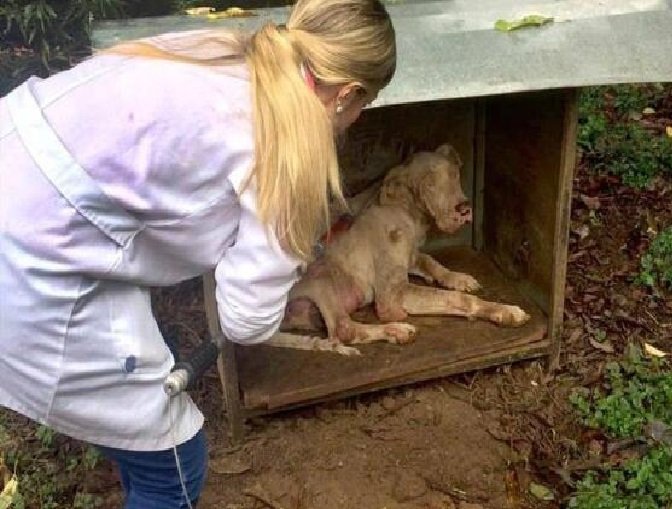 Quem maltratar animal poderá ter que pagar tratamento veterinário