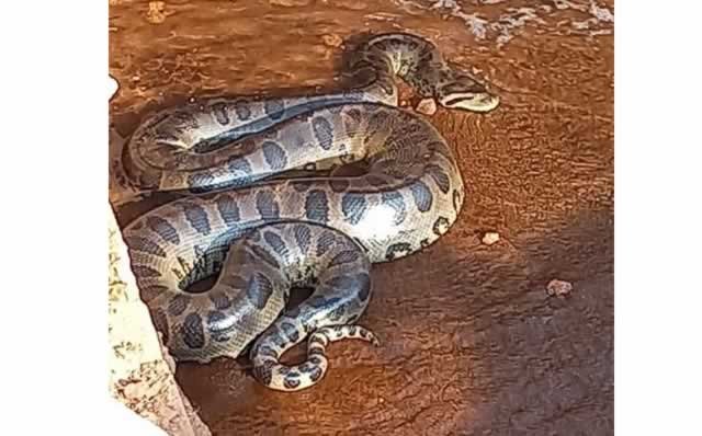 Cobra Sucuri de aproximadamente 6m e flagrada em Lago da cidade de Itaúba. (Vídeo)