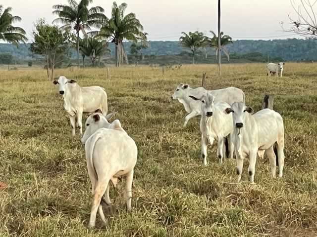 Ministério confirma casos de vaca louca em Nova Canaã do Norte (MT) e Minas Gerais