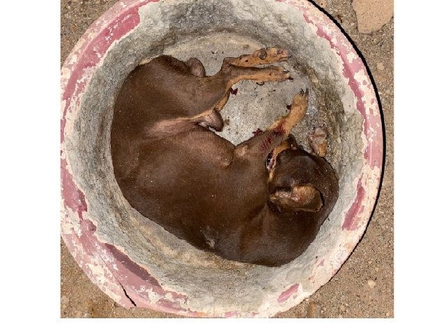 Homem bate em sua mãe, mata seu cachorro e é preso pela PM em Guarantã.