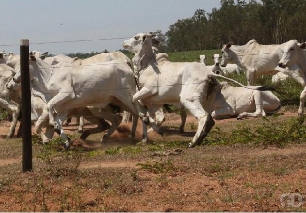 Mato Grosso monitora caso de vaca louca' em Nova Canaã