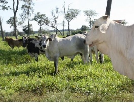 Rússia suspende importação de carne de MT após caso de vaca louca