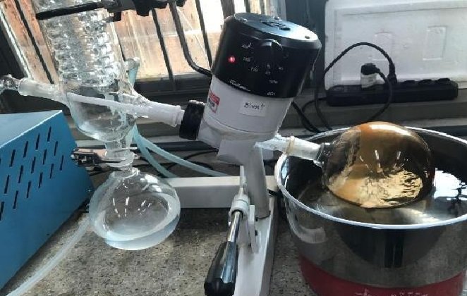 Pesquisadores estudam uso de árvore nativa no controle de colesterol e diabetes