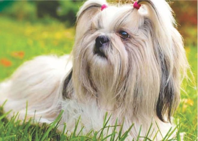 Mulher, em moto, furta duas Shih Tzus e foge colocando animais em caixa de papelão