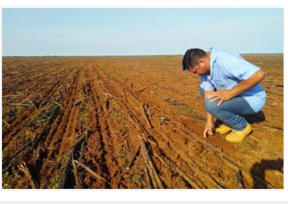 Índios de Mato Grosso se tornam produtores de soja