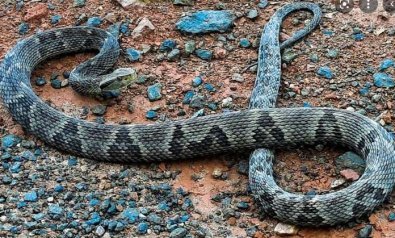 Rapaz sofre ataque de jararaca durante pescaria em MT