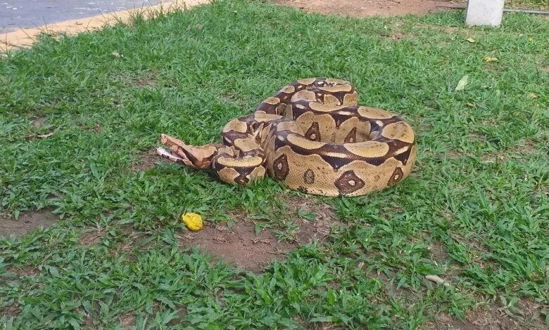 Corpo de Bombeiros faz captura de cobra jiboia em quintal de residência
