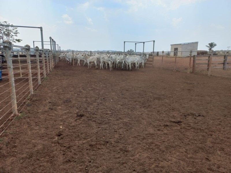 Polícia Civil recupera 105 cabeças de gado subtraídas de fazenda