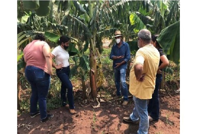 Produção de lavoura experimental de nova variedade de banana da terra desperta interesse