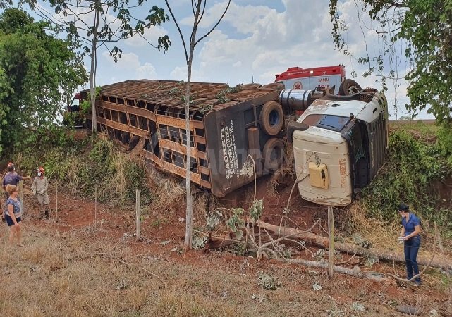 Carreta carregada de gado tomba em rodovia e motorista fica preso em cabine