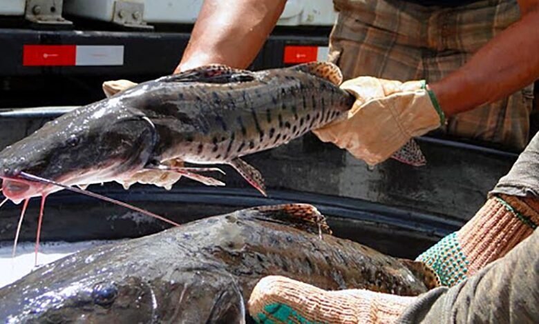 Estabelecimentos e pescadores devem declarar estoque de pescado até dia 4 de outubro